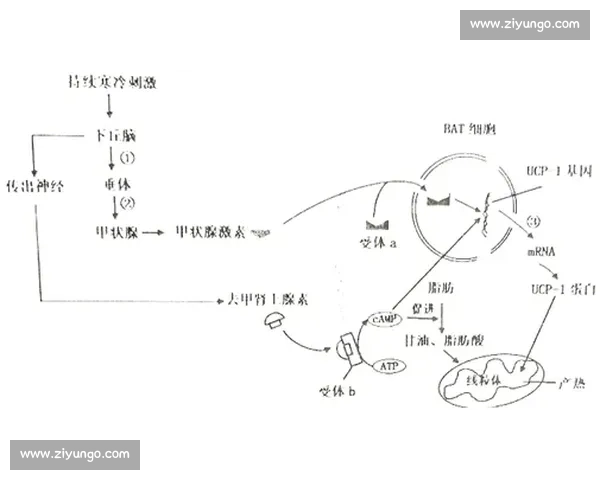 科学高效燃脂塑形全周期运动方案指南打造健康体能与持久活力提升计划 科学高效燃脂塑形全周期运动方案指南打造健康体能与持久活力提升计划